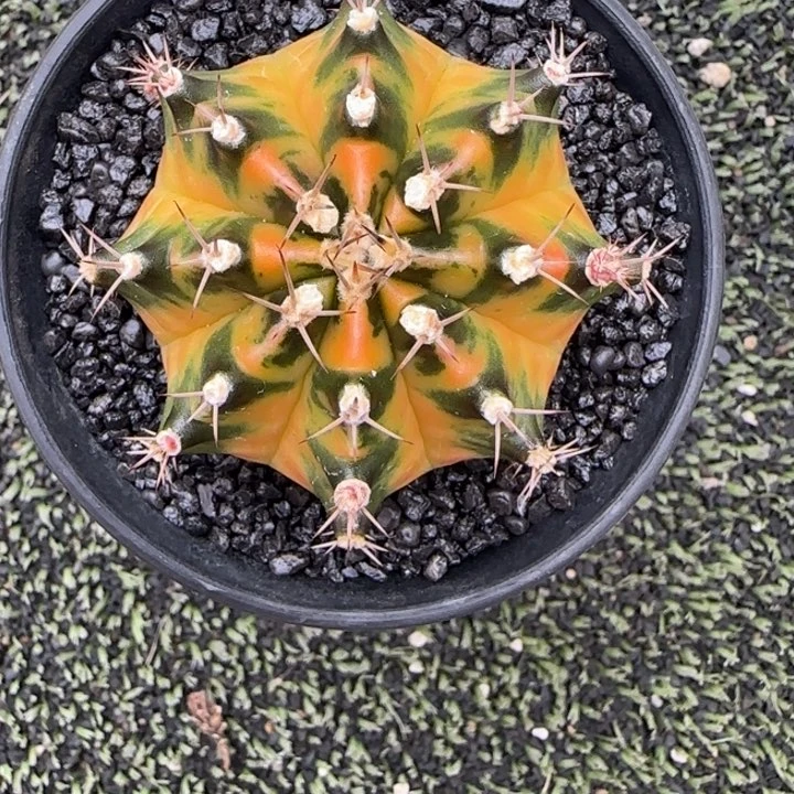 花**夏162-0119小马克泰国发货多肉