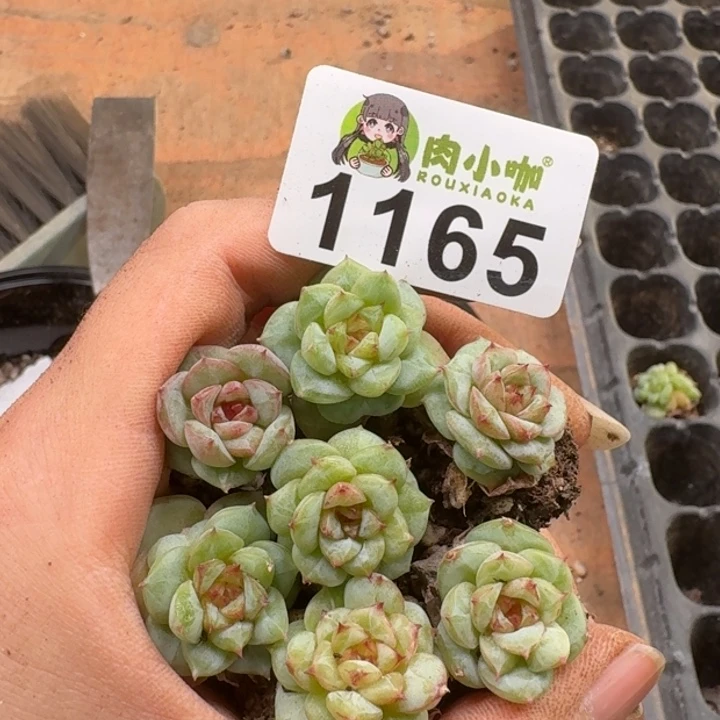 多肉植物多肉植物