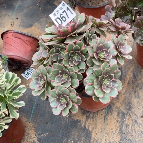 671粉花妖不包断枝