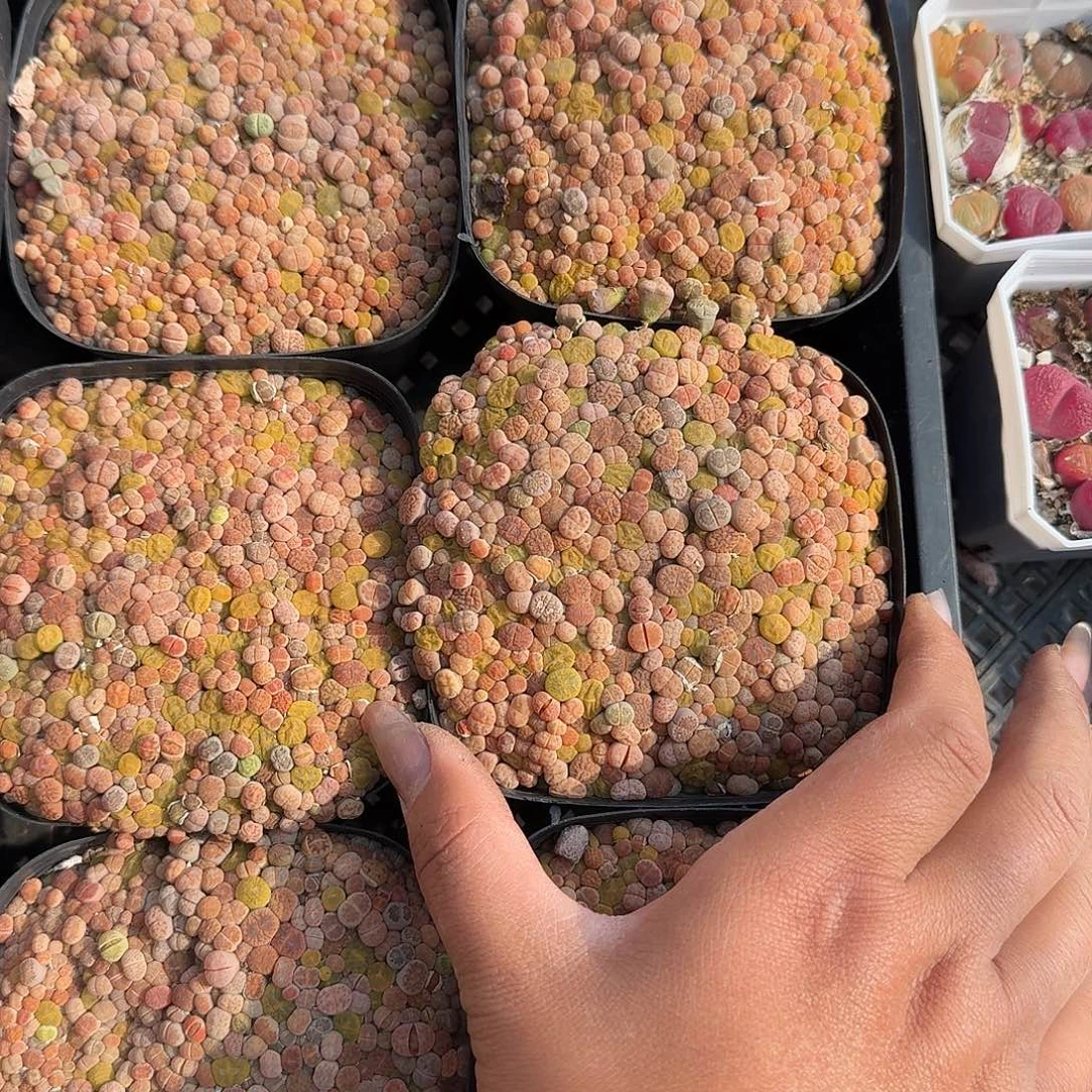 大号生实话多肉植物