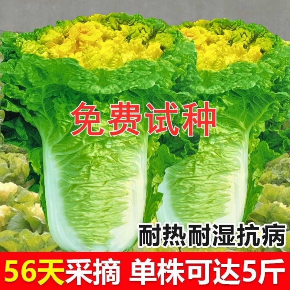 早熟北京小杂56黄心大白菜种子高产抗病耐寒春夏秋包心菜蔬菜种子