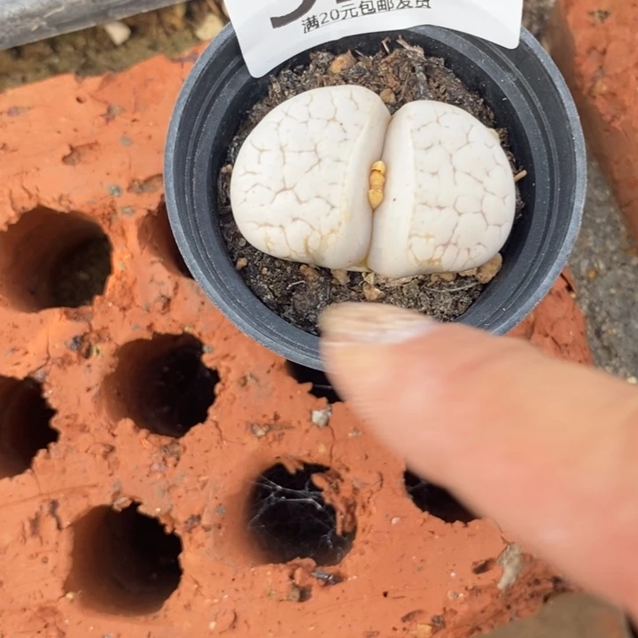 岁***好生石花等植物的521