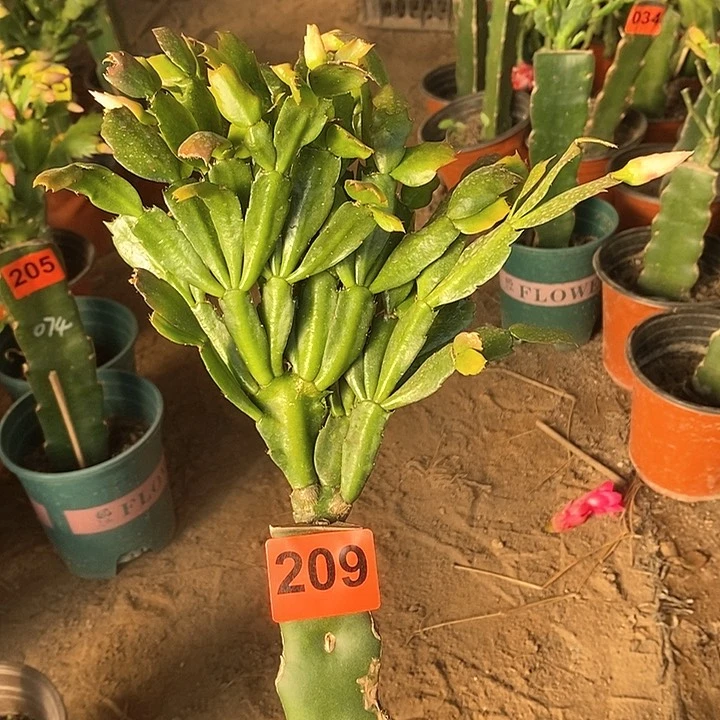 无花朵瑞****板2224/209号新疆不包邮