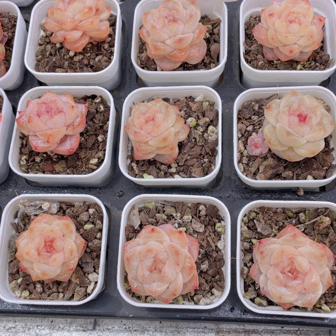 414号 优选珍妮粉钻单头两个