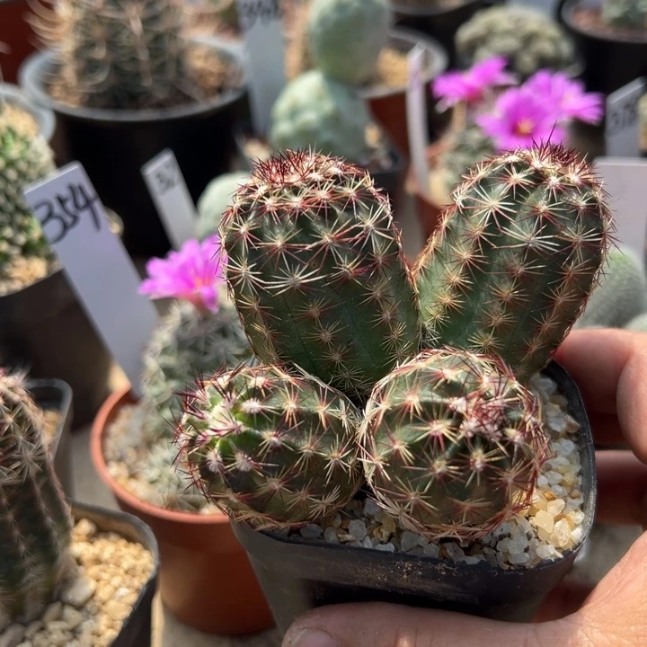 风***丽实生四头青花虾一颗