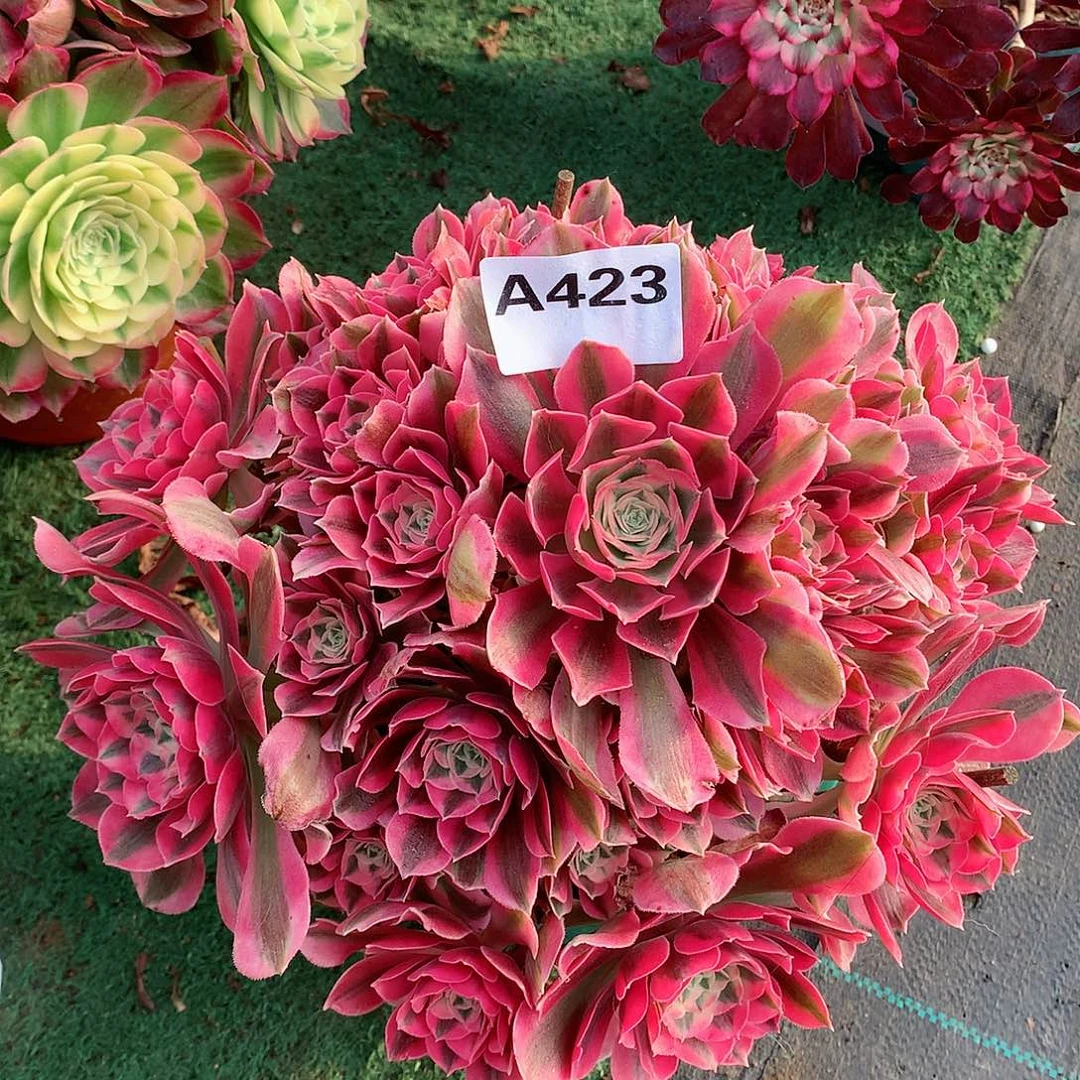 423.粉女巫多肉植物