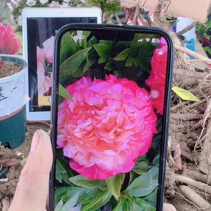 完全开放珊瑚砰砰