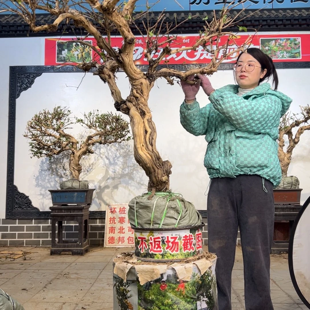 无花朵金银花8888