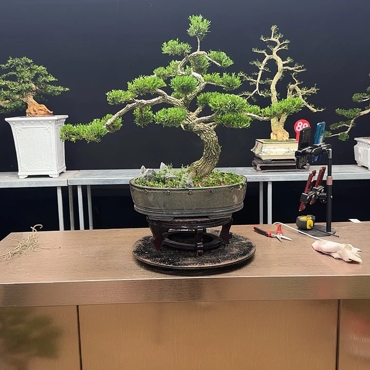 无花朵黄杨黄杨黄杨黄杨