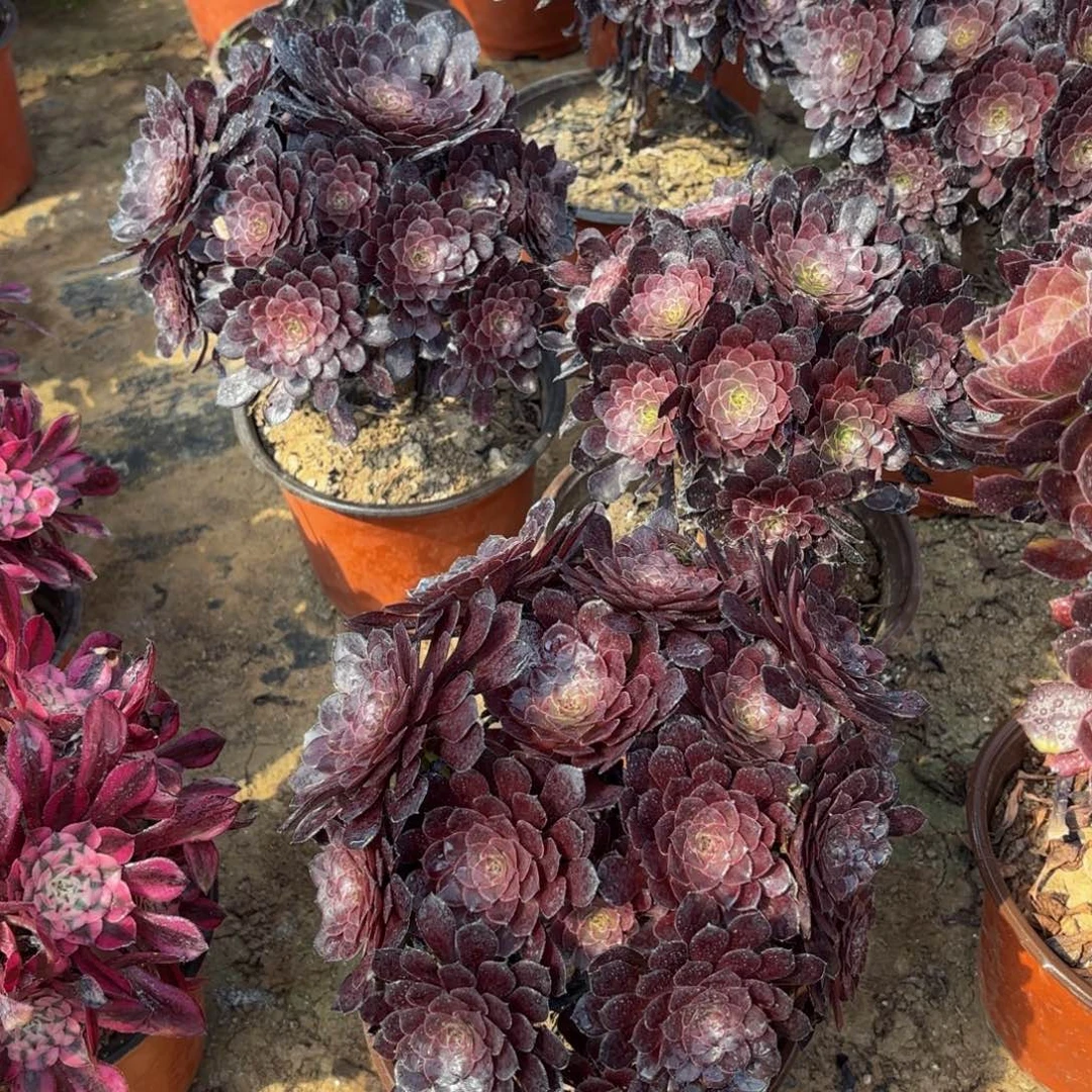 黑铜壶绣球9.9多肉植物