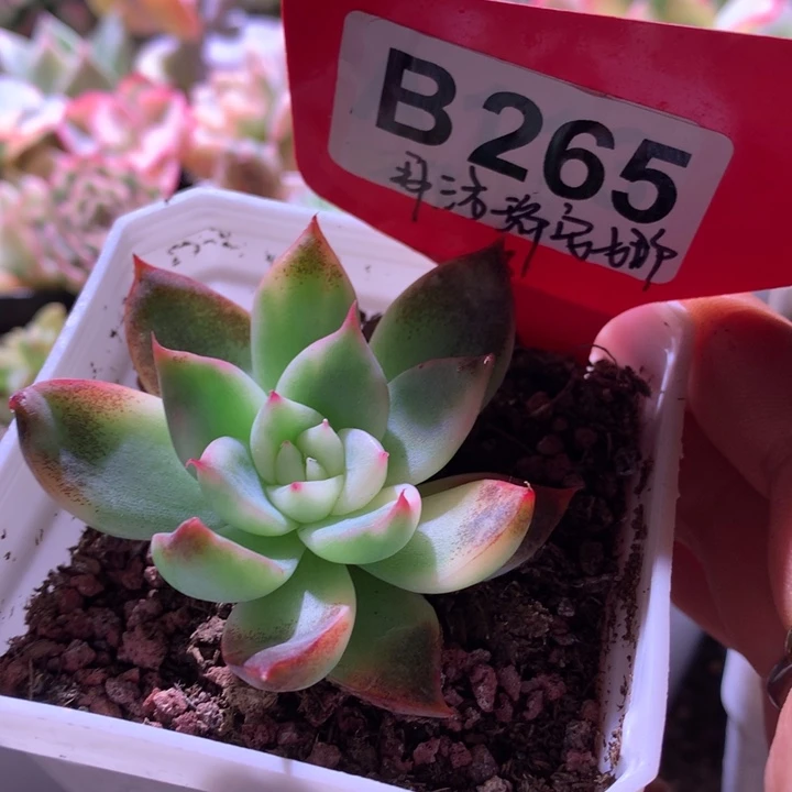 覆洛瑞安娜有根有