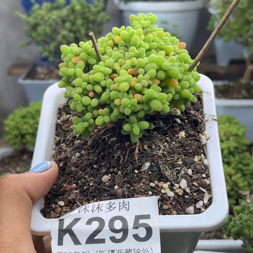 295蜜桔糖球枝干番杏