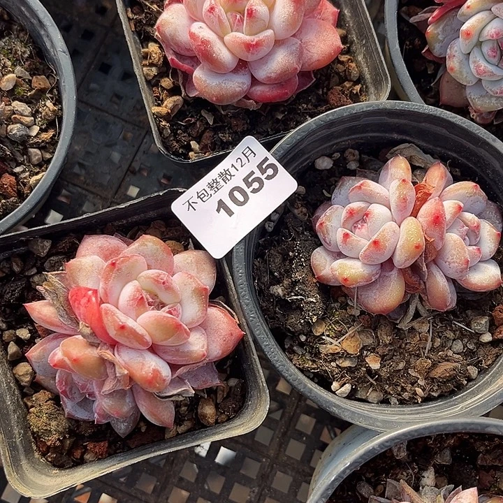 阿雅园艺。     1055星影三颗