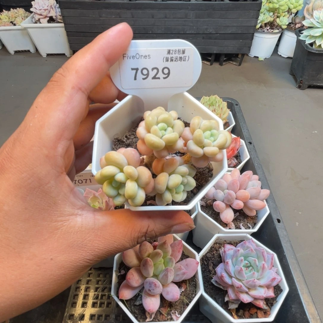 7929鱼子酱4.5厘米