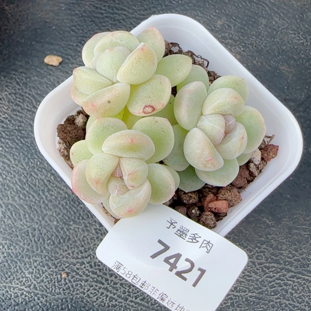 冰玉，7421多肉植物