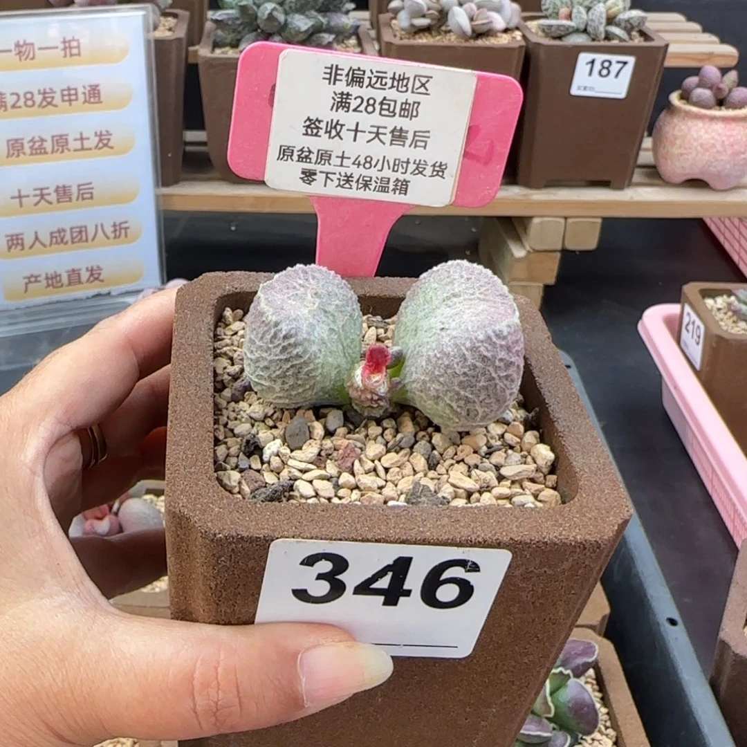 造***处346丸叶哈莫猪肝多肉