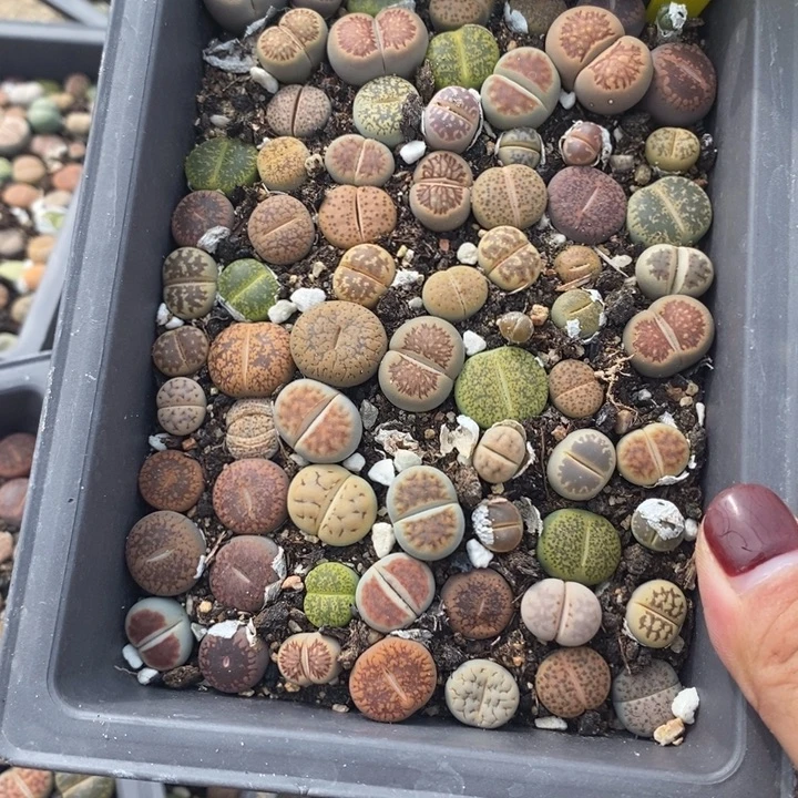 ****家生石花的季节是最好623