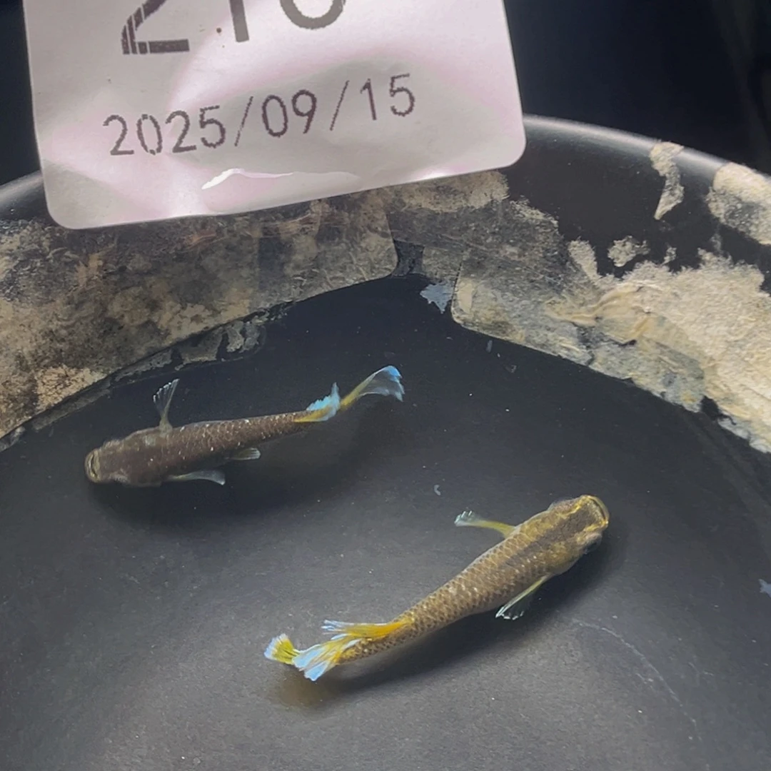 青鳉210奶酪一对公母