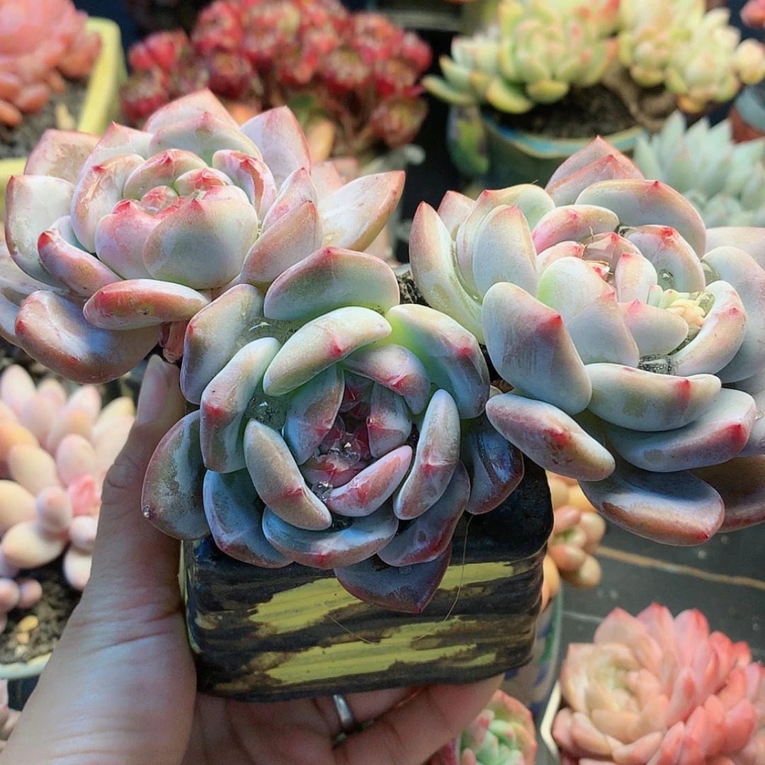 【闪购商品】杨*阳杨洋阳石榴籽