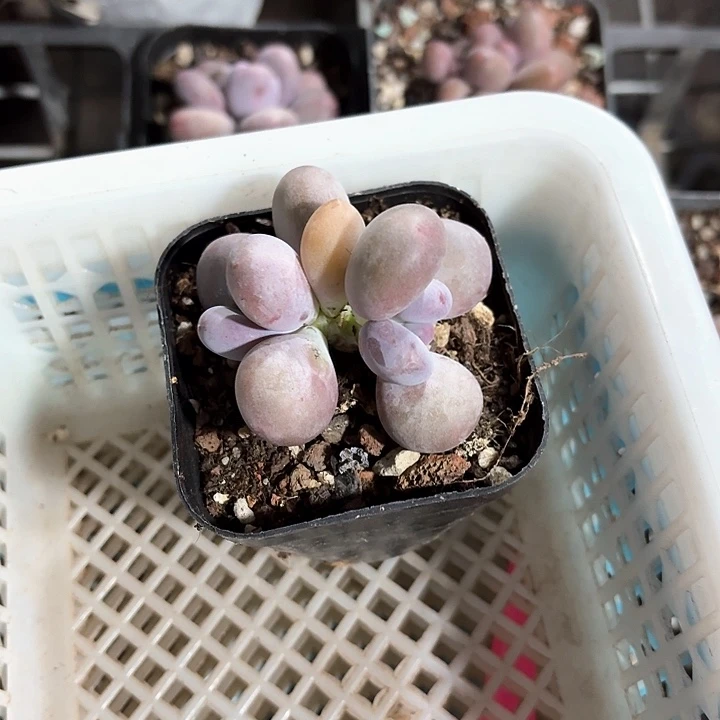 ?****c b xv b z c g j 266