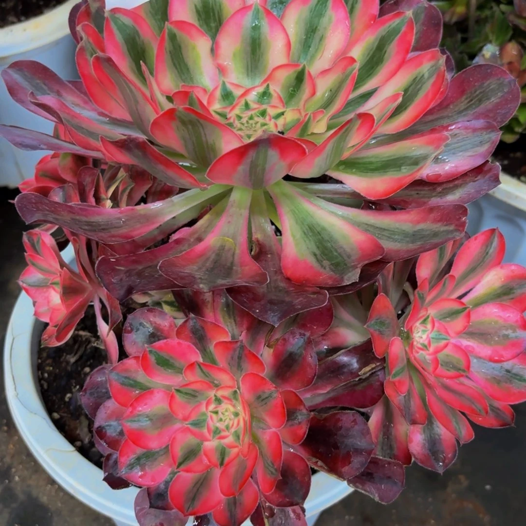 秋***谊4194多肉植物爱丽丝特价