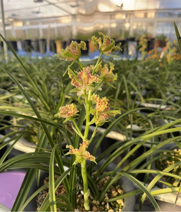 浓香型惠兰一杆多花，淡香型春兰花苞多。