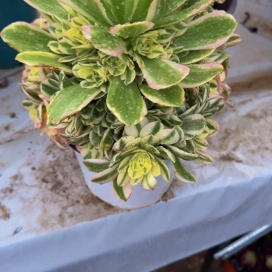 迈巴赫9.99加急发明天