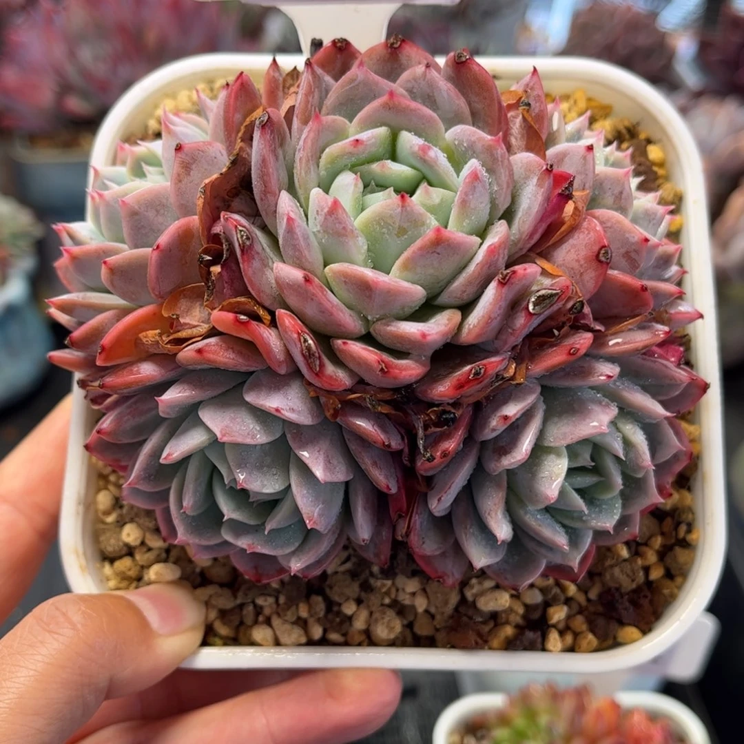 2325 满30包邮天冷地区必拍保温箱