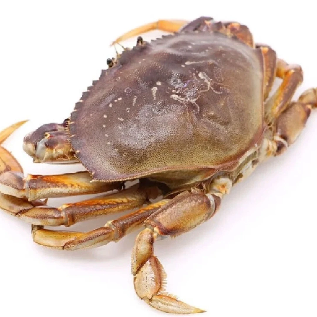 鲜活珍宝蟹 1.8-2斤左右一只