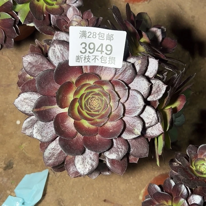 3949黑美人多肉植物