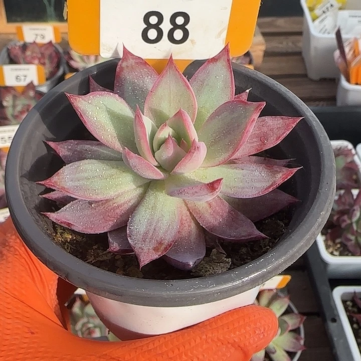 88 惊鸿仙子多肉植物