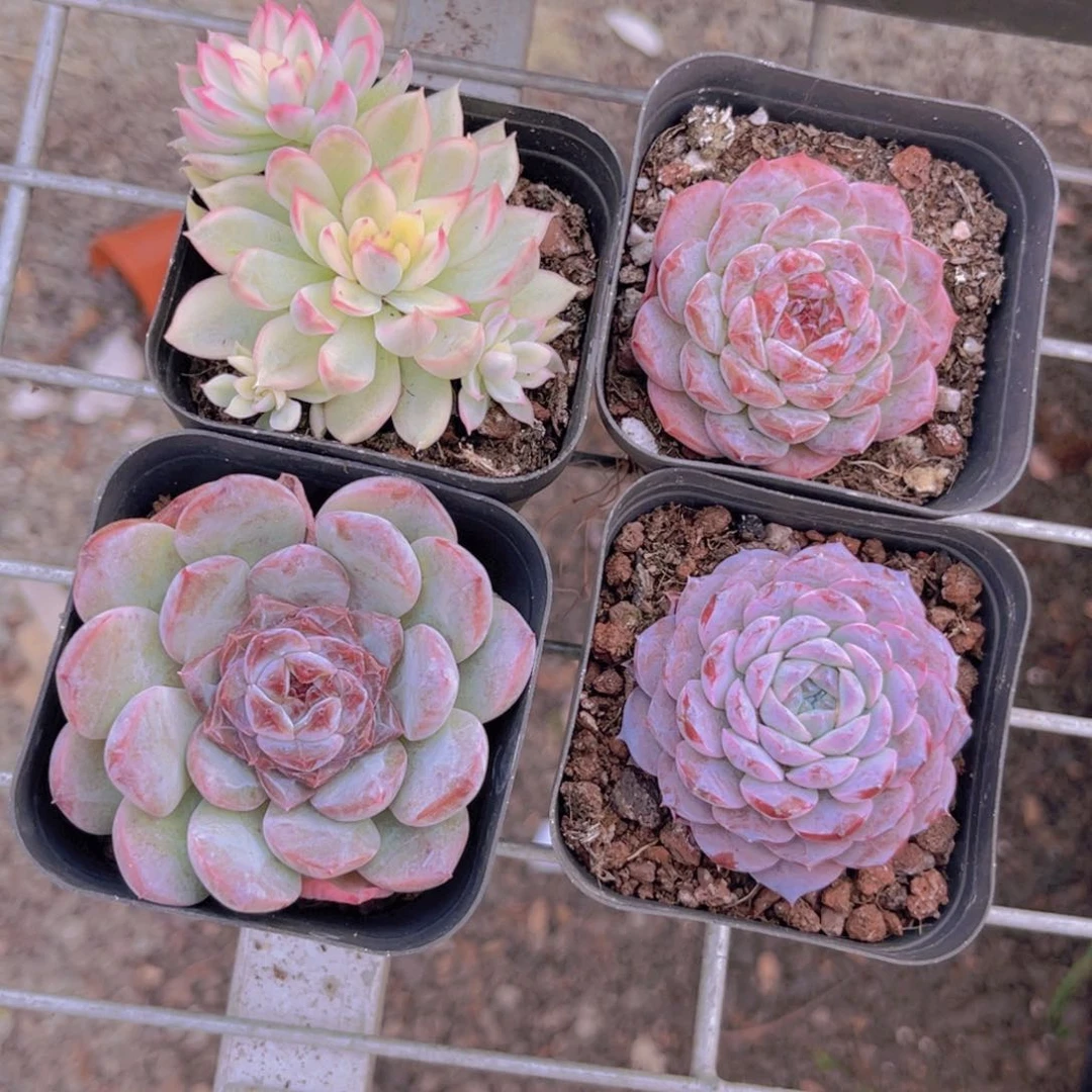 五彩缤纷12222222