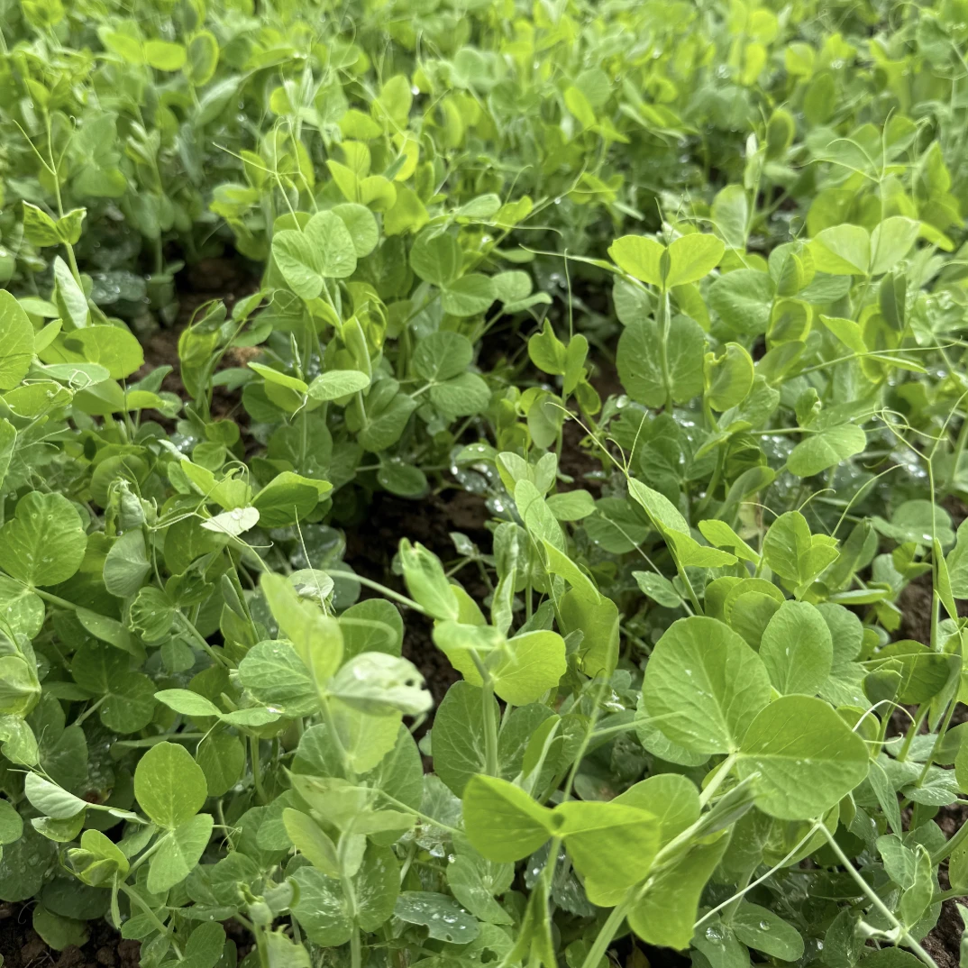 （豌豆尖）重庆武隆农家本地蔬菜代购（临时链接不售后）