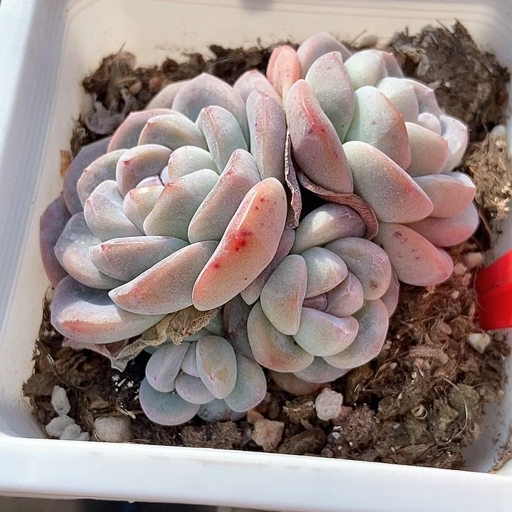 多肉植物冰玉511