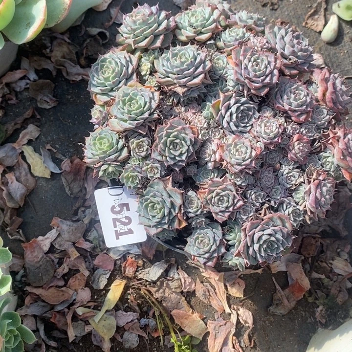 快***光521海滨格瑞多肉植物多肉