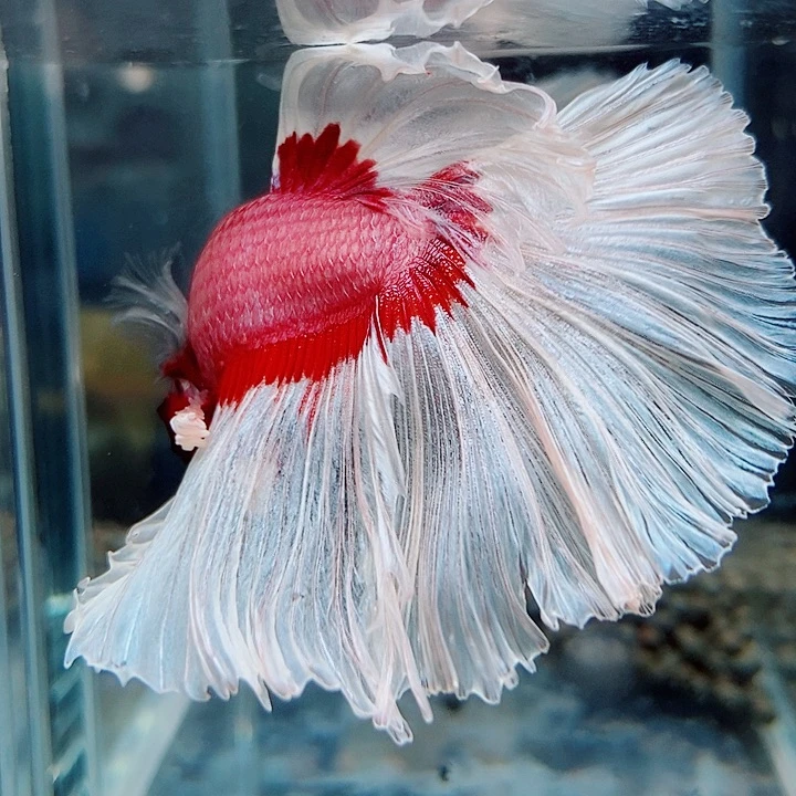 斗鱼黑318号巨斗半月