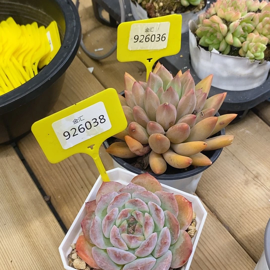 L****n福利多多。926036。926038