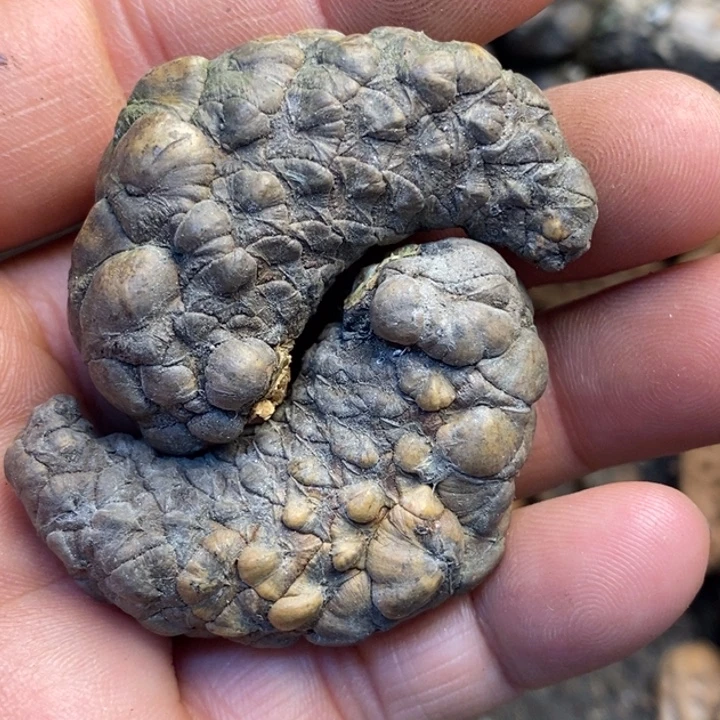 文玩核桃吊坠娜姐183