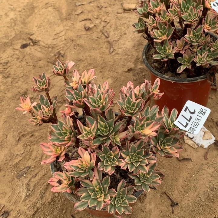 277甜茶小手捧2号棚