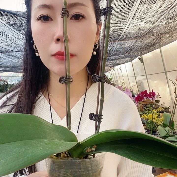 无花朵鲑鱼蝴蝶兰