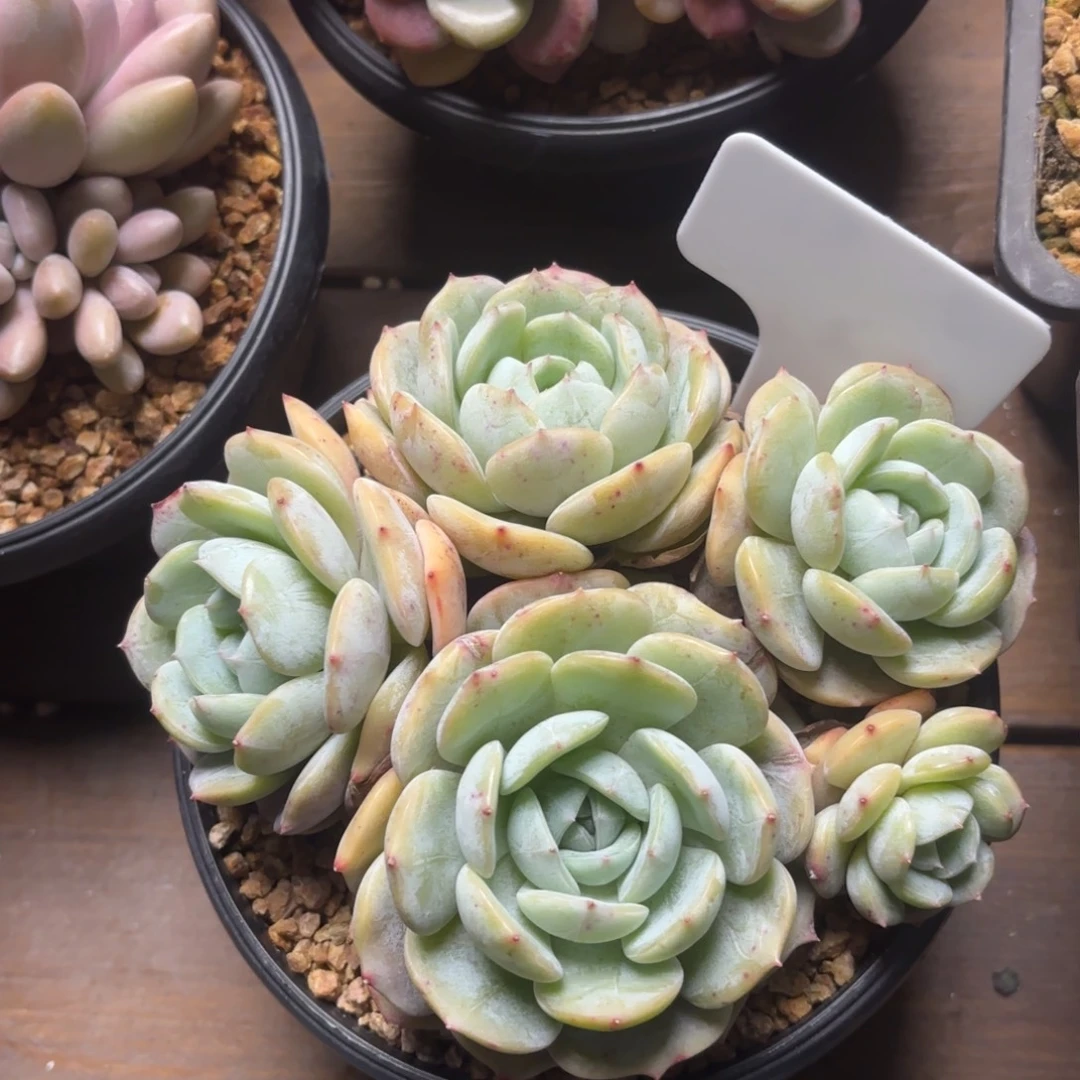 无花朵劳林无砍特价