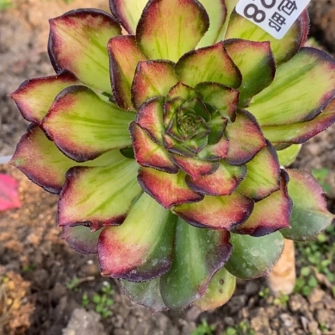 728嫁接海珊瑚满25包邮多肉