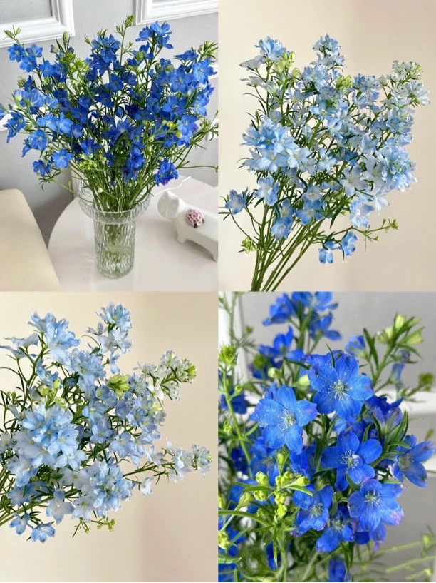 【源头一手价】蓝色系小飞燕 天然蓝色系花材 云南基地鲜花家养水养