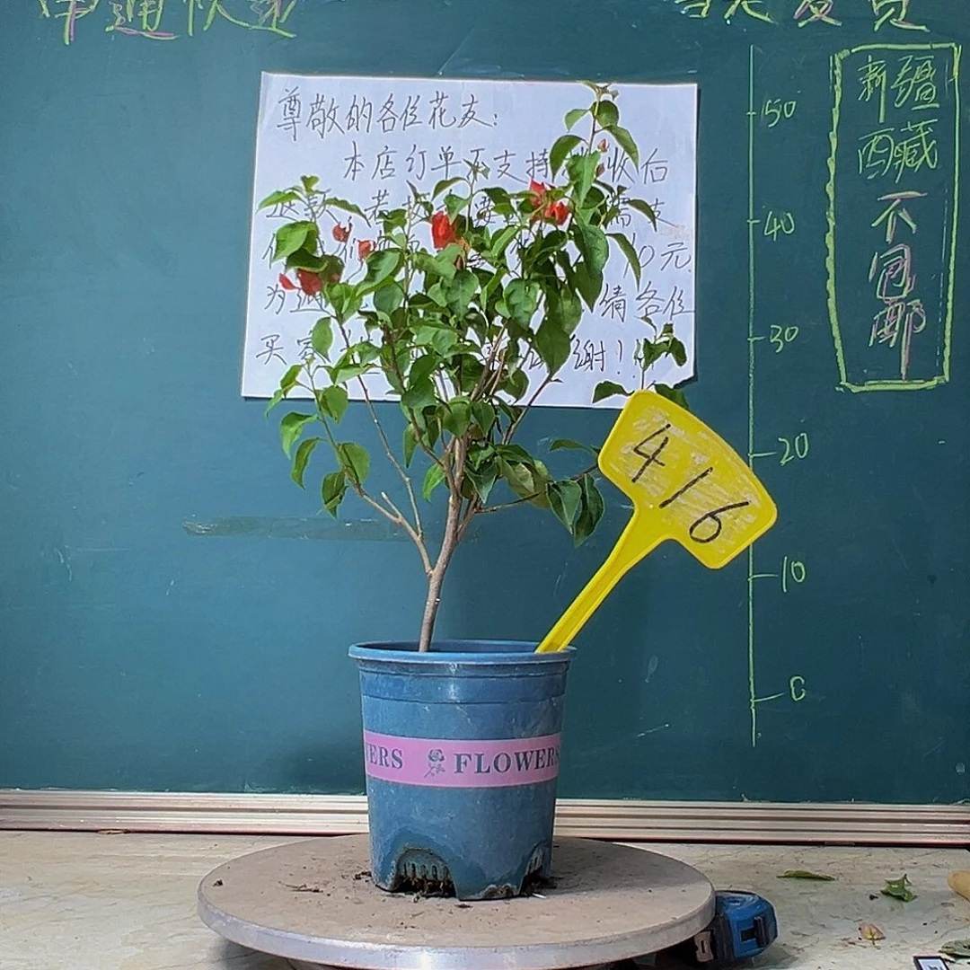 当前无花栽培后可以开花红灯笼 416