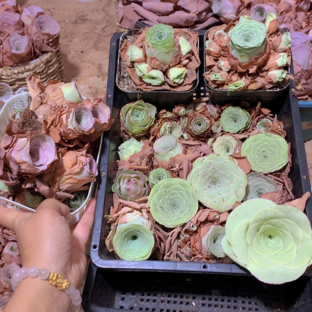 0463瑕疵品不售后