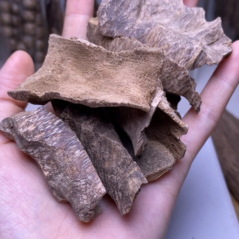 【闪购商品】芽庄10鸡母虫