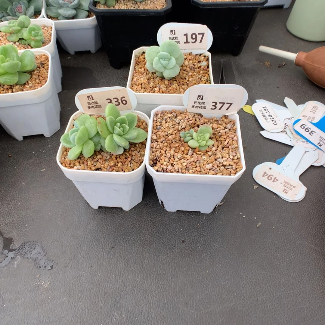 小***卡197-336-377 冰玉石化