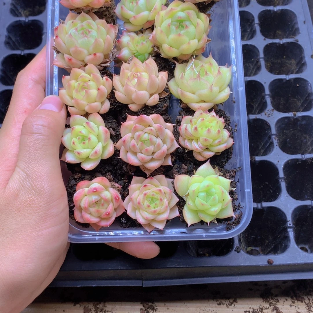 我要去看你了啊我的059