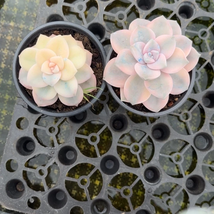 粉紫乐锦一物一拍