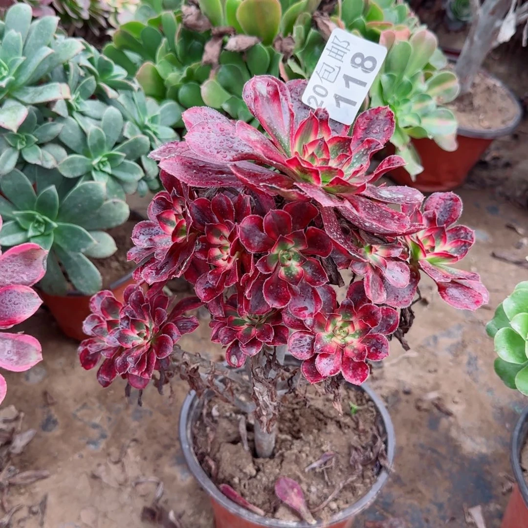 香奶奶118满20包邮断枝不包